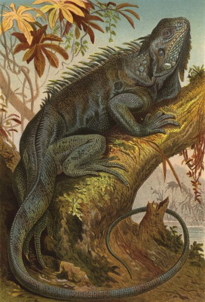 Iguana de European School